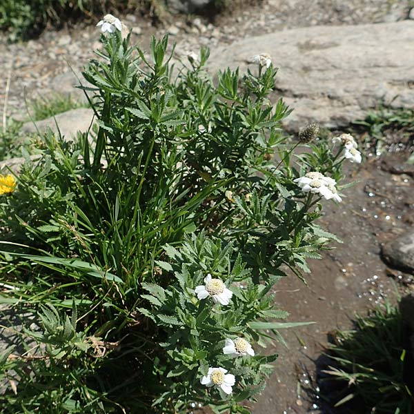 Achillea pyrenaica \ Pyren&auml;en-Sumpf-Schafgarbe / Pyrenean Sneezewort, F Pyren&auml;en/Pyrenees, Eyne 4.8.2018
