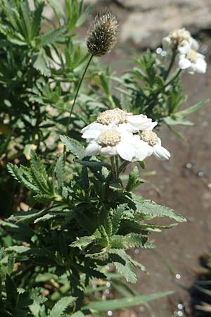 Achillea pyrenaica \ Pyren&auml;en-Sumpf-Schafgarbe / Pyrenean Sneezewort, F Pyren&auml;en/Pyrenees, Eyne 4.8.2018