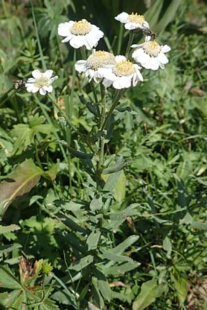 Achillea pyrenaica \ Pyren&auml;en-Sumpf-Schafgarbe / Pyrenean Sneezewort, F Pyren&auml;en/Pyrenees, Eyne 4.8.2018