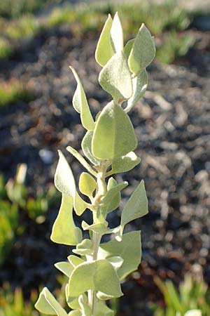 Halimione portulacoides \ Portulak-Keilmelde, Strand-Salzmelde / Sea Purslane, F Canet-en-Roussillon 11.8.2018