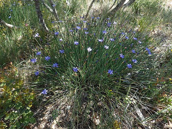 Aphyllanthes monspeliensis \ Binsenlilie / Blue Aphyllanthes, F Lagnes 3.5.2023
