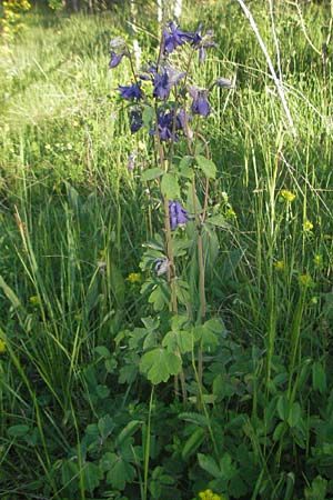 Aquilegia vulgaris \ Gemeine Akelei / Columbine, F Serres 10.6.2006