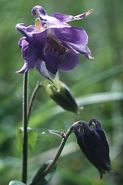 Aquilegia vulgaris \ Gemeine Akelei / Columbine, F Corbières, Letzignan 13.5.1996