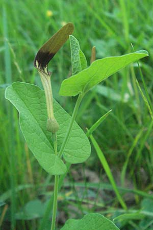 Aristolochia rotunda \ Rundknollige Osterluzei / Round-Rooted Birthwort, Smearwort, F Causse du Larzac 8.6.2006
