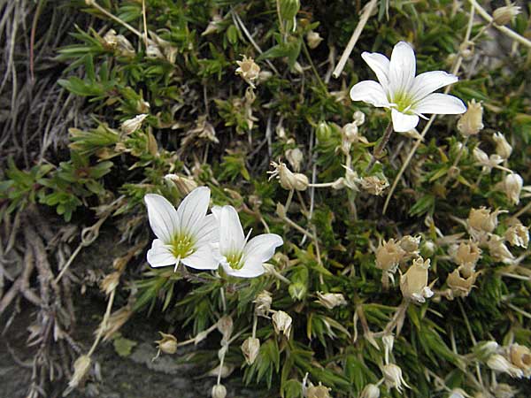 Arenaria grandiflora \ Gro&szlig;bl&uuml;tiges Sandkraut / Large-Flowered Sandwort, F Pyren&auml;en/Pyrenees, Eyne 9.8.2006