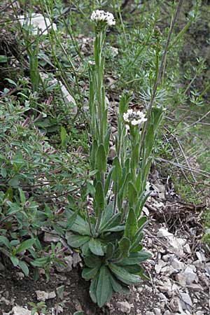 Arabis hirsuta \ Rauhaarige Gnsekresse / Hairy Rock-Cress, F Serres 12.5.2007