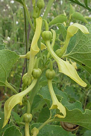 Aristolochia clematitis \ Echte Osterluzei / Birthwort, F Camargue 13.5.2007