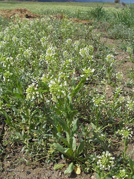 Thlaspi arvense \ Acker-Hellerkraut, Acker-Tschelkraut / Field Penny-Cress, F Pyrenäen/Pyrenees, Eyne 14.5.2007
