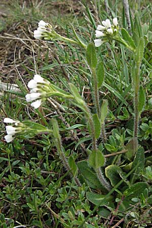 Arabis hirsuta \ Rauhaarige Gnsekresse / Hairy Rock-Cress, F Pyrenäen/Pyrenees, Eyne 14.5.2007