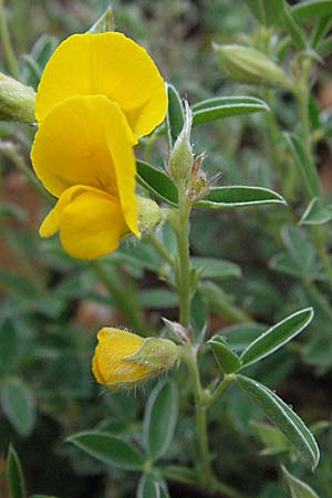 Argyrolobium zanonii \ Silberklee, Silberh�lse / Silverleaf, F Causse du Larzac 16.5.2007
