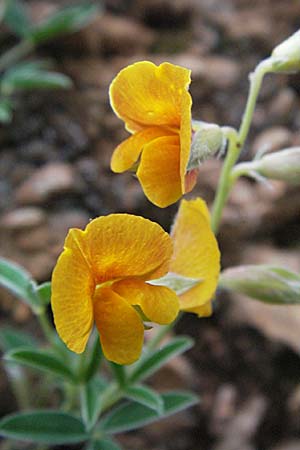 Argyrolobium zanonii \ Silberklee, Silberh�lse / Silverleaf, F Causse du Larzac 16.5.2007