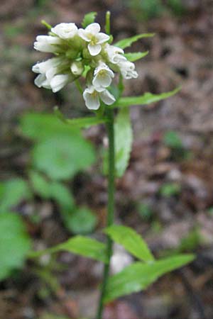 Arabis turrita \ Turm-Gnsekresse / Tower Cress, F Col de Menèe 17.5.2007