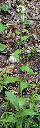 Arabis turrita \ Turm-Gnsekresse / Tower Cress, F Col de Menèe 17.5.2007