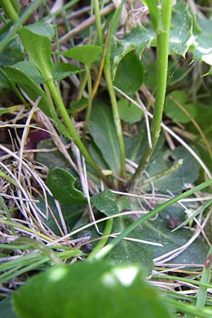 Arabis nemorensis \ Flachschotige Gnsekresse, Auen-Gnsekresse / Gerard's Rock-Cress, F Pyrenäen/Pyrenees, Eyne 25.6.2008