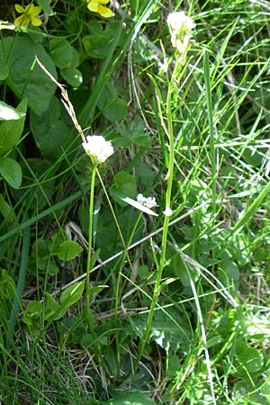 Arabis nemorensis \ Flachschotige Gnsekresse, Auen-Gnsekresse / Gerard's Rock-Cress, F Pyrenäen/Pyrenees, Eyne 25.6.2008