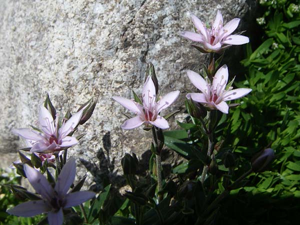 Arenaria purpurascens \ Rosafarbenes Sandkraut, Purpur-Sandkraut / Pink Sandwort, Purplish Sandwort, F Col de Lautaret Botan. Gar.  28.6.2008