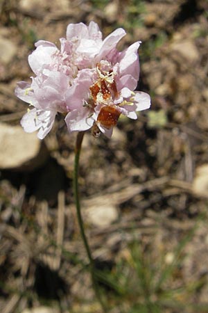 Armeria girardii \ Girard-Grasnelke / Girard's Thrift, F Causse Noir 28.5.2009