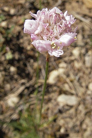Armeria girardii \ Girard-Grasnelke / Girard's Thrift, F Causse Noir 28.5.2009