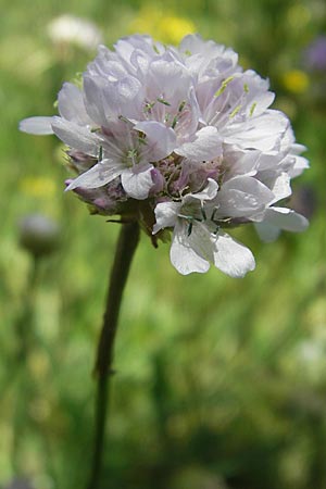 Armeria maritima subsp. alpina \ Alpen-Grasnelke / Alpine Thrift, F Millau 29.5.2009