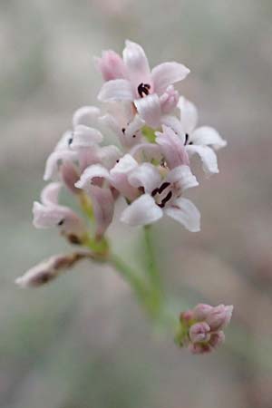 Asperula rupicola \ Felsliebender Meister, Piemonteser Meister / Rock Woodruff, F Savines-le-Lac 8.7.2016