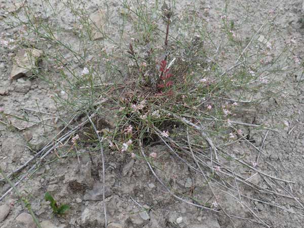 Asperula rupicola \ Felsliebender Meister, Piemonteser Meister / Rock Woodruff, F Savines-le-Lac 8.7.2016