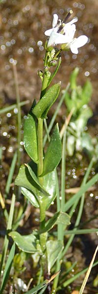Arabis subcoriacea \ Glanz-G�nsekresse / Subcoriaceous Rock-Cress, F Col de la Cayolle 9.7.2016