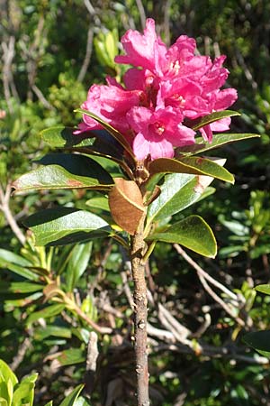 Rhododendron ferrugineum \ Rostblttrige Alpenrose / Alpenrose, F Collet de Allevard 9.7.2016