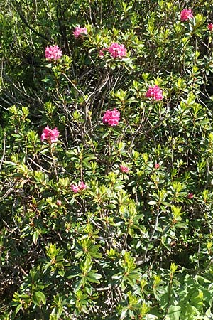 Rhododendron ferrugineum \ Rostblttrige Alpenrose / Alpenrose, F Collet de Allevard 9.7.2016