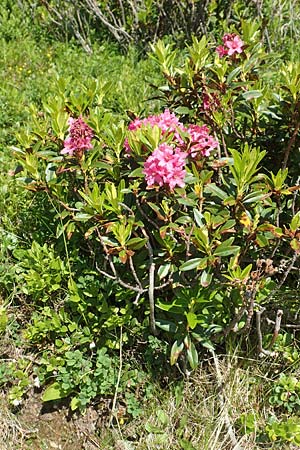 Rhododendron ferrugineum \ Rostblttrige Alpenrose / Alpenrose, F Collet de Allevard 9.7.2016