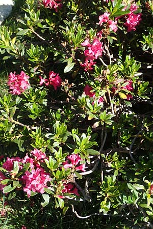Rhododendron ferrugineum \ Rostblttrige Alpenrose / Alpenrose, F Pyrenäen/Pyrenees, Mont Louis 3.8.2018