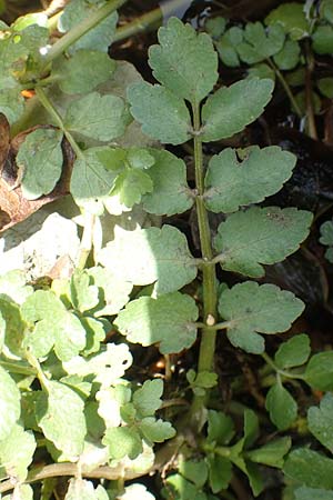 Apium repens ? \ Kriechende Sellerie, Scheiberich / Creeping Marshwort, F Pyrenäen/Pyrenees, Evol 8.8.2018