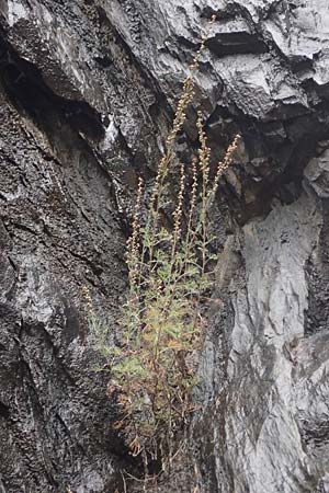 Artemisia campestris \ Feld-Beifu / Field Wormwood, F St. Disdier 9.10.2021
