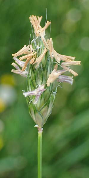 Alopecurus rendlei \ Aufgeblasener Fuchsschwanz / Rendle's Meadow Foxtail, F Dijon 28.4.2023