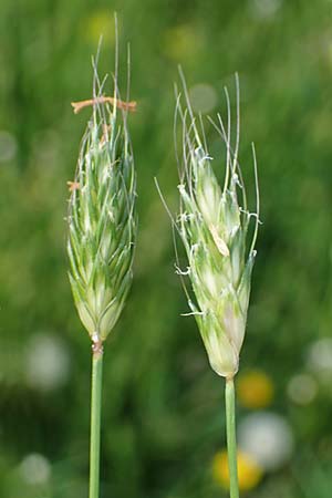 Alopecurus rendlei \ Aufgeblasener Fuchsschwanz / Rendle's Meadow Foxtail, F Dijon 28.4.2023