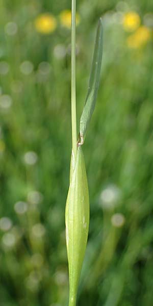 Alopecurus rendlei \ Aufgeblasener Fuchsschwanz / Rendle's Meadow Foxtail, F Dijon 28.4.2023