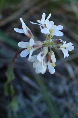 Arabis auriculata \ Gehrte Gnsekresse / Annual Rock-Cress, F Caussols 2.5.2023