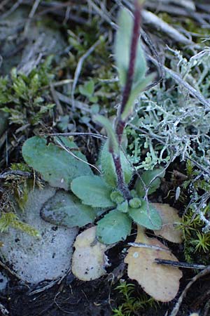 Arabis auriculata \ Gehrte Gnsekresse / Annual Rock-Cress, F Caussols 2.5.2023