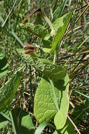Aristolochia rotunda \ Rundknollige Osterluzei / Round-Rooted Birthwort, Smearwort, F Camargue,  Salin-de-Giraud 3.5.2023