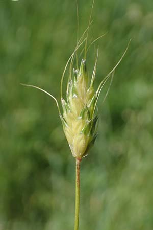 Alopecurus rendlei \ Aufgeblasener Fuchsschwanz / Rendle's Meadow Foxtail, F Sermoyer 4.5.2023