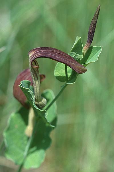 Aristolochia rotunda \ Rundknollige Osterluzei / Round-Rooted Birthwort, Smearwort, F Mas de Londres 22.5.1998