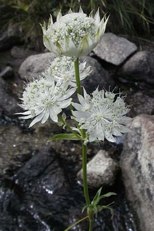 Astrantia major \ Groe Sterndolde / Great Masterwort, Andorra Estany de Pessons 10.8.2006