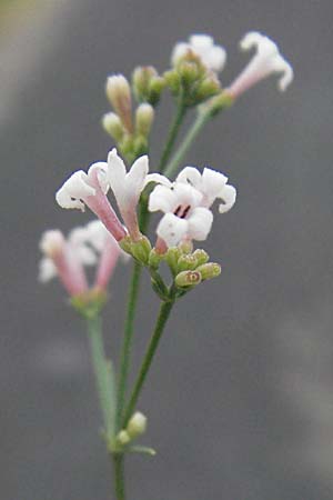 Asperula cynanchica \ Hgel-Meier / Squinancy Wort, F Pyrenäen/Pyrenees, Eus 14.8.2006