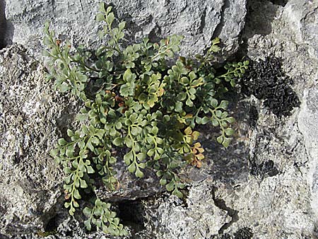 Asplenium ruta-muraria \ Gewhnliche Mauerraute / Wall-Rue, F Montsegur 15.8.2006