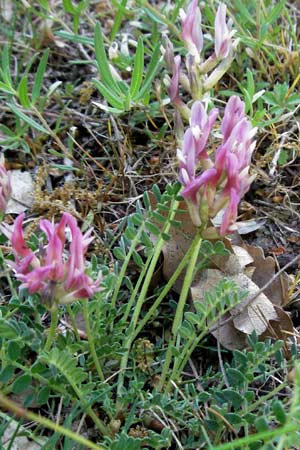 Astragalus monspessulanus \ Franzsischer Tragant / Montpellier Milk-Vetch, F Serres 12.5.2007