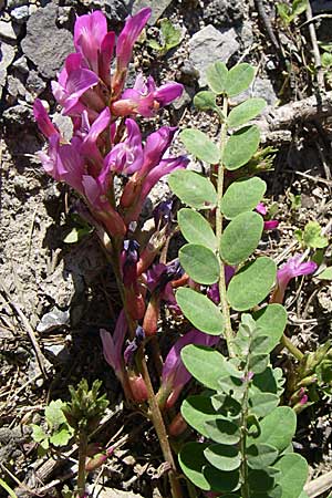 Astragalus monspessulanus \ Franzsischer Tragant / Montpellier Milk-Vetch, F Col du Telegraphe 21.6.2008