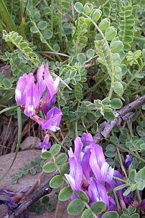 Astragalus danicus \ Dnischer Tragant / Purple Milk-Vetch, F Col de Lautaret 22.6.2008