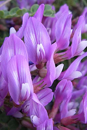 Astragalus danicus \ Dnischer Tragant / Purple Milk-Vetch, F Col de Lautaret 22.6.2008