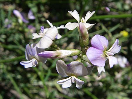 Astragalus austriacus \ �sterreicher Tragant, F Queyras, Vieille Ville 22.6.2008