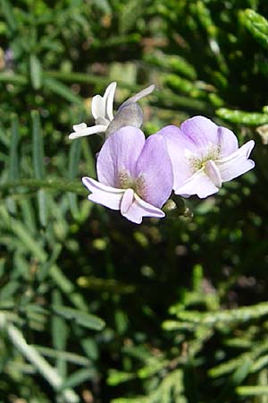 Astragalus austriacus \ �sterreicher Tragant, F Queyras, Vieille Ville 22.6.2008