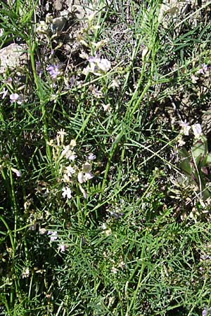 Astragalus austriacus \ �sterreicher Tragant, F Queyras, Vieille Ville 22.6.2008